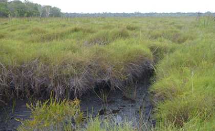 The peatlands of Moon Point on Queensland's Fraser Island